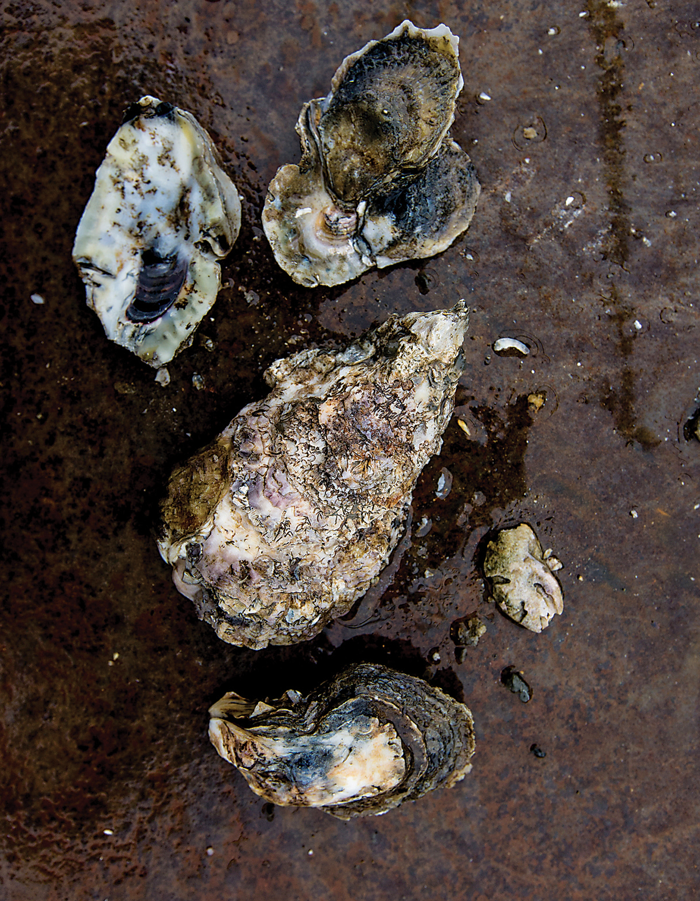 buy oyster spat maryland